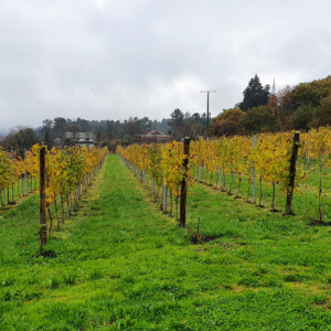 La viña en verde: Cultivando la vida en el suelo