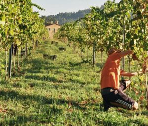 Lagar de Bendaña: Tradición, Innovación y Compromiso en el Corazón de Galicia
