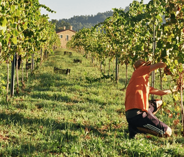 El Secreto del Albariño de Lagar de Bendaña: Exclusividad y Excelencia