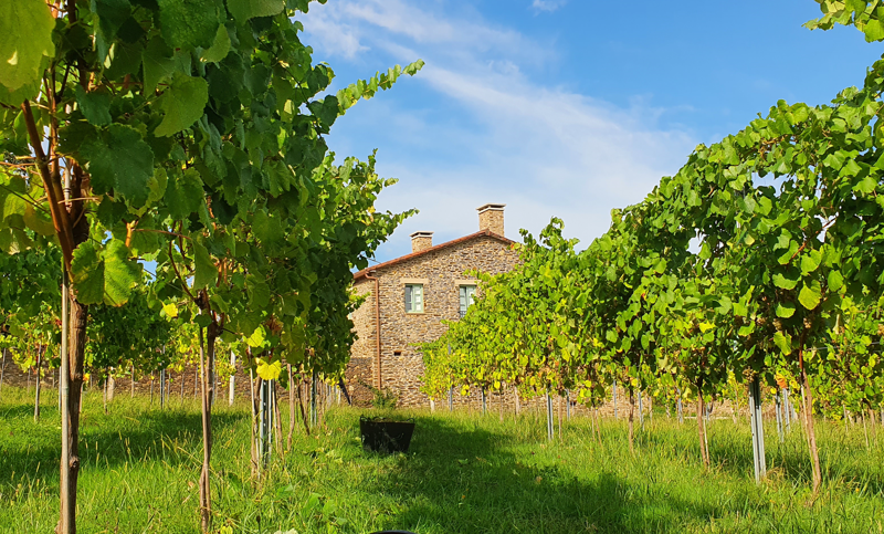 Lagar de Bendaña: Tradición, Innovación y Compromiso en el Corazón de Galicia
