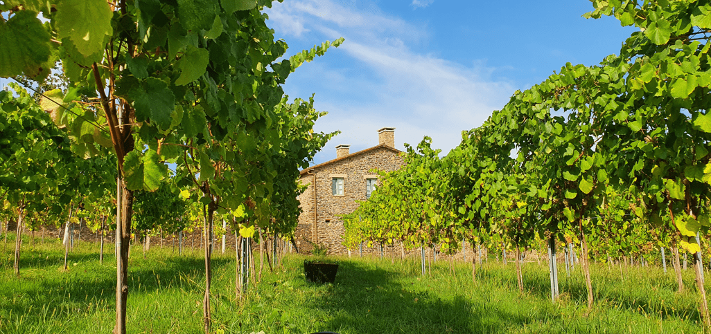 Lagar de Bendaña: Tradición, Innovación y Compromiso en el Corazón de Galicia