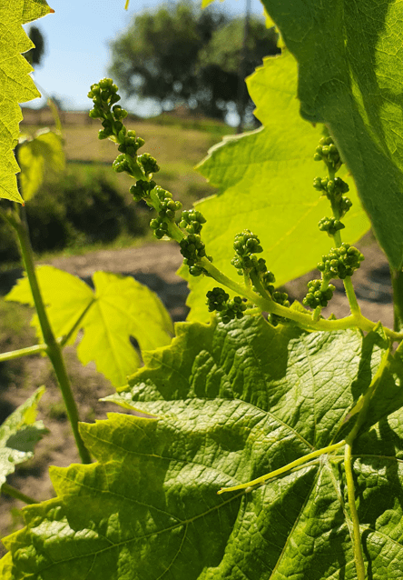 Comparta con nosotros una jornada única de naturaleza, viticultura y enología