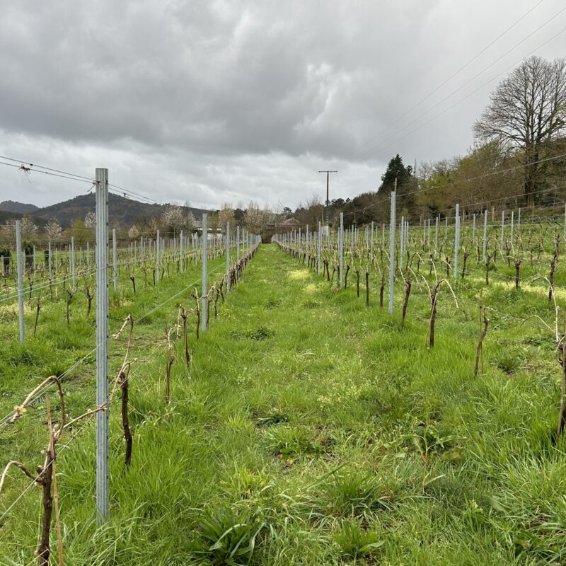 La viña en verde: Cultivando la vida en el suelo​