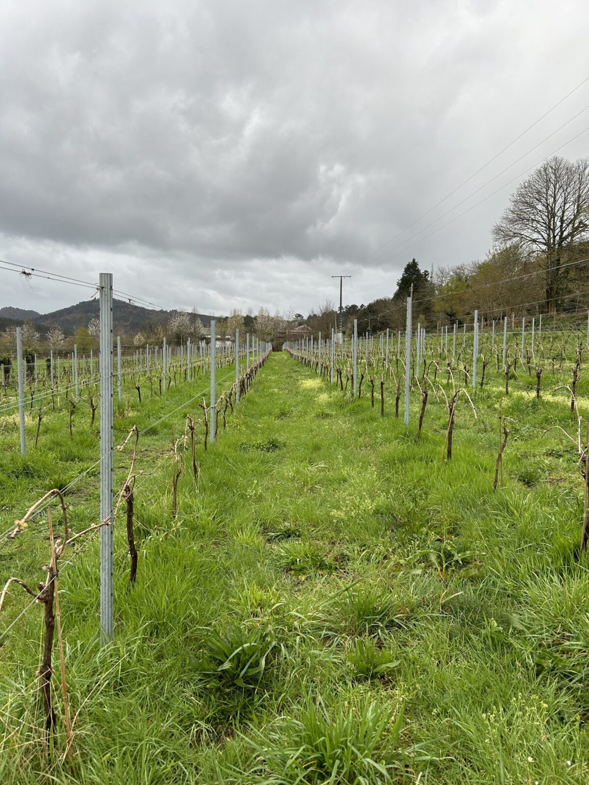 La viña en verde: Cultivando la vida en el suelo